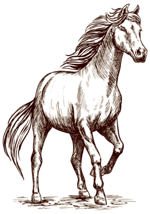 نرم افزار مدیریت باشگاه اسب