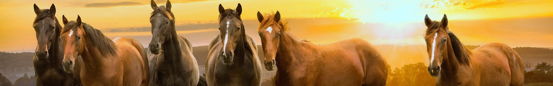 نرم افزار مدیریت باشگاه اسب