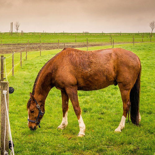 تعریف وضعیت اسب