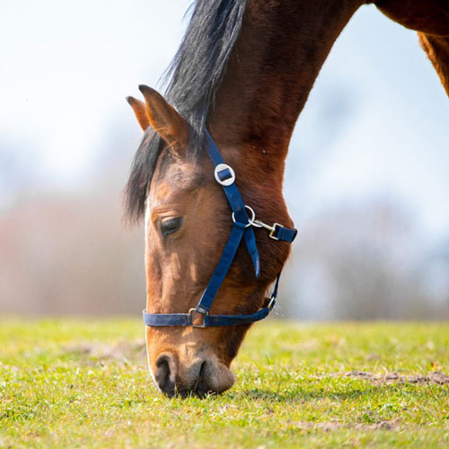 تعریف خوراک