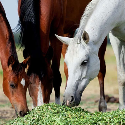 خوراک دهی اسب