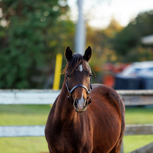 تعریف نوع درآمد