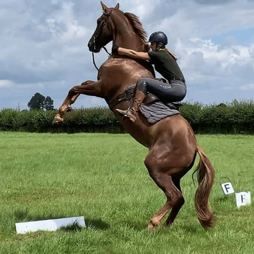 تعریف کاربری اسب