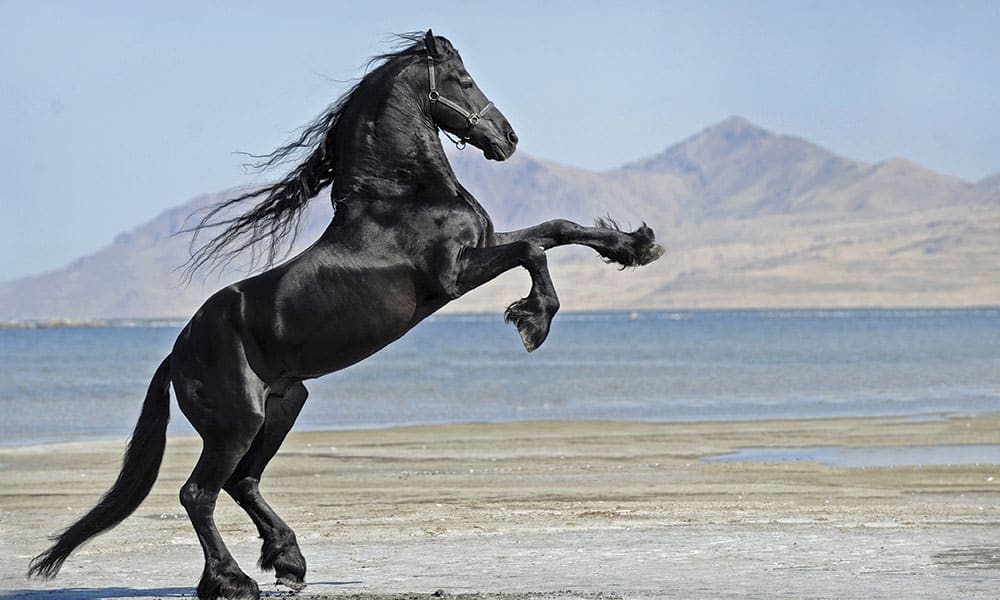 نحوه مدیریت و تعریف حساب ها در نرم افزار اختصاصی مدیریت باشگاه اسب اَسپا