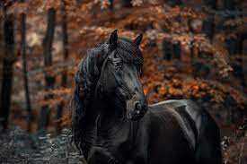 آموزش تعیین موجودی اولیه در نرم افزار اختصاصی مدیریت باشگاه اسب اَسپا