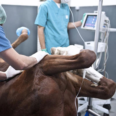 جراحی اسب