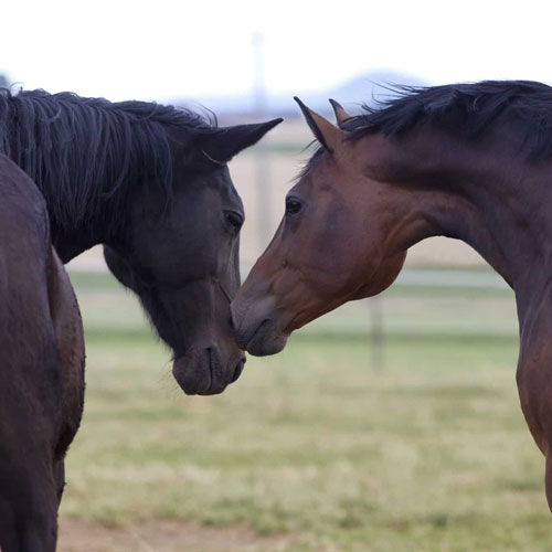 قابلیت ثبت کشش اسب در نرم افزار اسپا