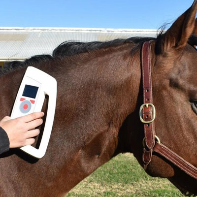 میکروچیپ گذاری اسب