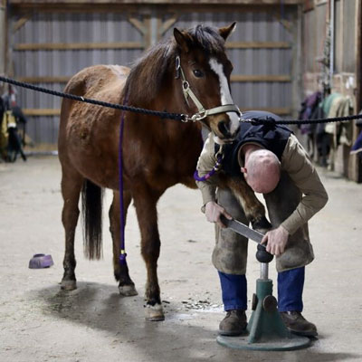 نعل بندی اسب