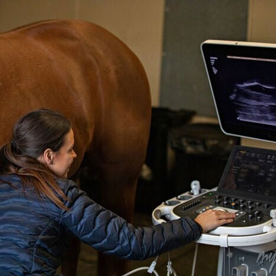 سونوگرافی اسب