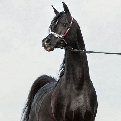 تعیین کاربری اسب