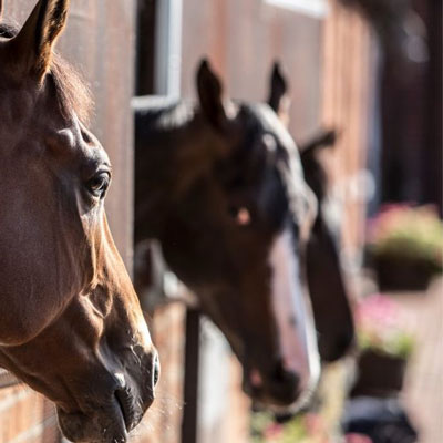 تعیین و تغییر باکس اسب