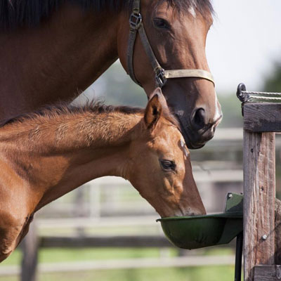 تعیین و تغییر جیره غذایی اسب