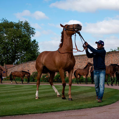 تغییر و تعیین مربی اسب