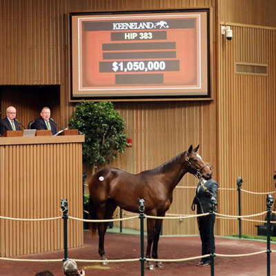 قیمت گذاری اسب