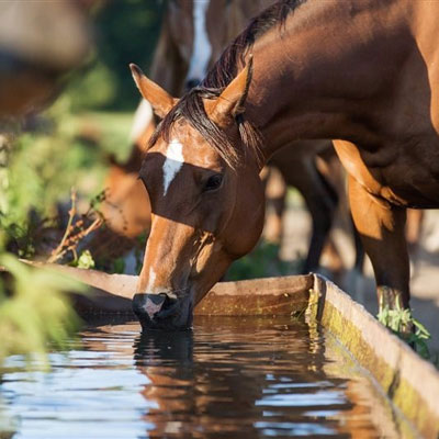 انگل زدایی اسب (فعالیت انگلی)