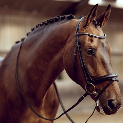 ویژگی های فردی اسب