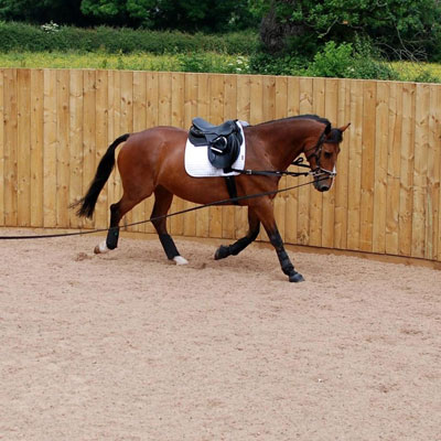 آموزش و تعلیم به اسب