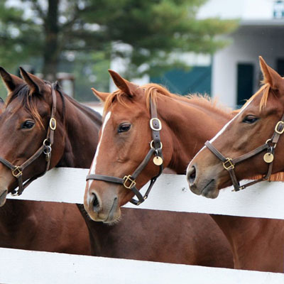 خرید و فروش اسپرم اسب